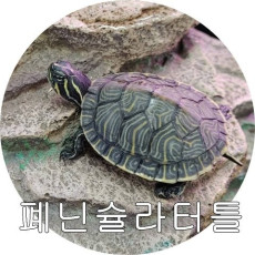 폐닌슐라쿠터