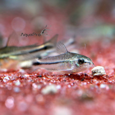 피그메우스 코리도라스 (2~3cm)