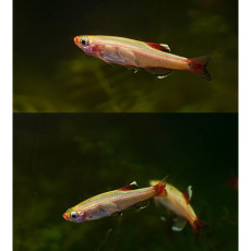 골든 백운산(2~3cm)