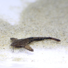 반조 캣피쉬 (4~6cm)