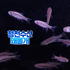 왜몰개 50마리