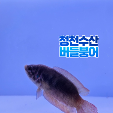 버들붕어 2~4cm 2마리