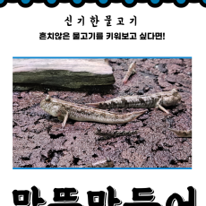 말뚝망둥어 5cm전후 1마리 품종랜덤