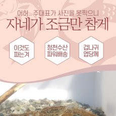 참게 등갑4cm전후 100마리
