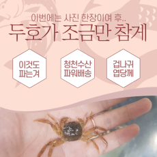 참게 등갑 2cm전후 1마리