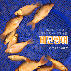 특수개체 비단향어 10cm전후 1마리