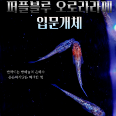 퍼플블루 오로라라메 입문개체 10마리