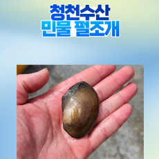 민물펄조개 7~10cm 1마리