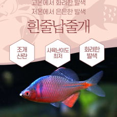 흰줄납줄개 2마리
