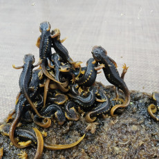 히말라야 뉴트