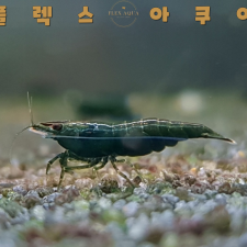 그린에메랄드 생이새우