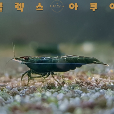 그린에메랄드 생이새우