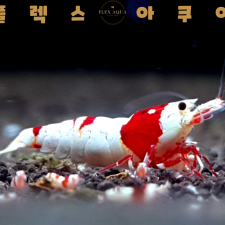 CRS새우 비쉬림프
