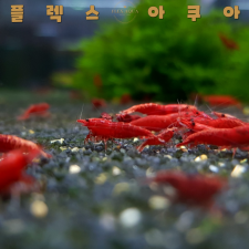 파이어 생이새우