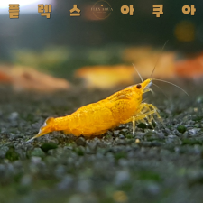 썬키스트 생이새우