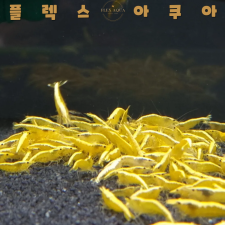 골든백 생이새우