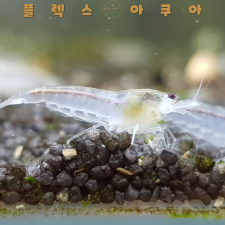 스노우볼 생이새우