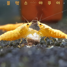 메탈오렌지 생이새우