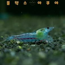 블루젤리 생이새우