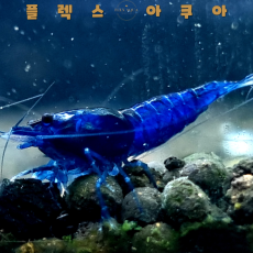 블루벨벳 생이새우