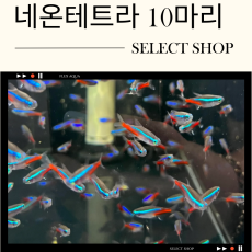 네온테트라 10마리