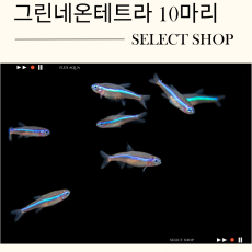 그린네온테트라 10마리