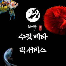 [현] 수컷 베타 픽서비스
