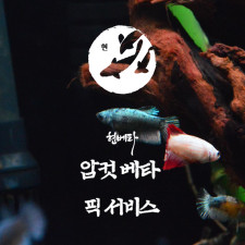 [현] 암컷 베타 픽서비스