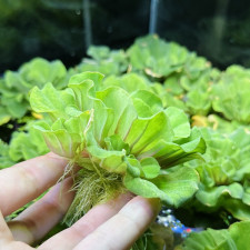 목련 물배추 대(지름 8~10cm)