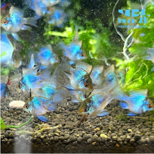 블루 볼 라미네지 롱핀 2~3cm