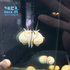 알비노 애플 스네일 1~2cm