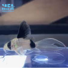 팬더 롱핀 코리도라스 4~5cm
