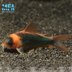 슈퍼에쿠스 코리도라스 2.5~3cm