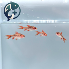 체리바브 롱핀 유어