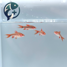 체리바브 롱핀 유어