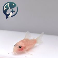 화이트팬더 코리도라스 2~3cm