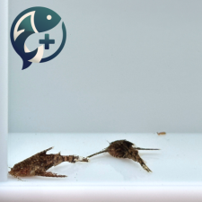 하라 제르도니 2cm (하라하라 캣)