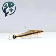 오토싱 4~5cm