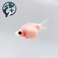 밀크 진주린 3cm