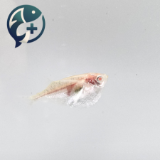 알비노 실버 헤체트 3cm
