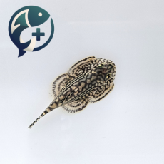 타이거 힐스트림 로치 4~6cm