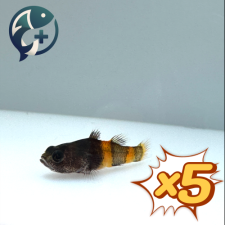 [묶음 특가] 범블비 고비 2cm 5마리