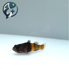 범블비 고비 2cm