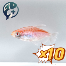 [묶음 특가] 알비노 콩고 테트라 3~5cm 10마리