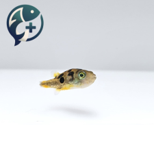 인디언 복어 1.5~2cm