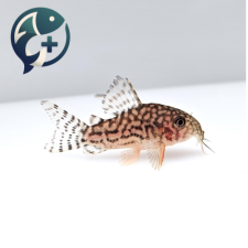 스터바이 코리도라스 2~3cm