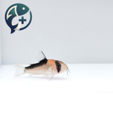 듀플리 코리도라스 2~3cm