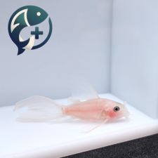 화이트 팬더 롱핀 코리도라스 4cm