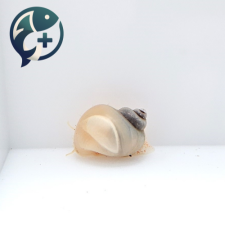알비노 애플 스네일 1~2cm