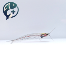 글라스 캣피쉬 5cm